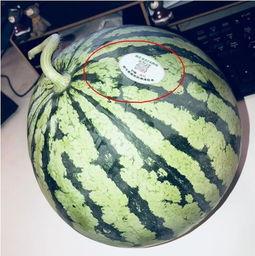 吃瓜吕梁网红,揭秘网红背后的故事